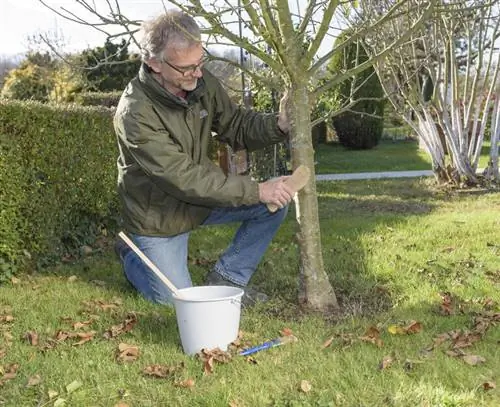 Очистите ствол дерева перед покраской в белый цвет