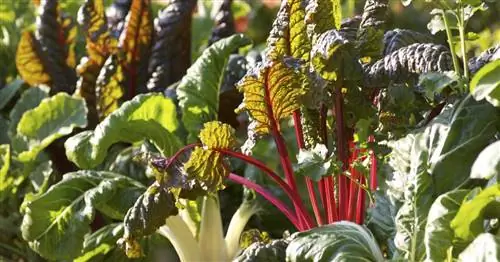 Разноцветные овощи: вы едите глазами