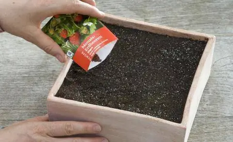 Посеять клубнику