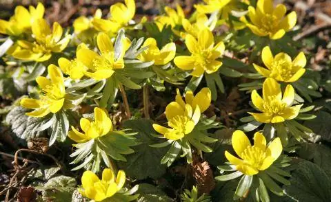 Зимовка Eranthis hyemalis