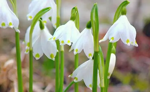 Мартовская чашка (Leucojum vernum)