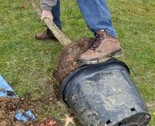 горшок сладкая резинка