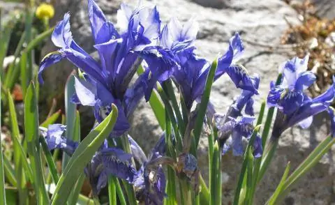 Ирис сетчатый Iris reticulata