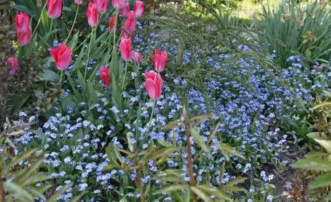 Лесная незабудка Myosotis sylvatica