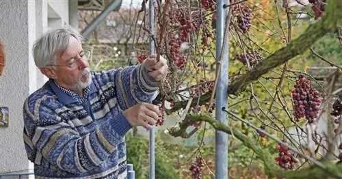 Правильно тренируйте и обрезайте лозы