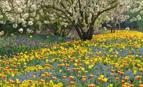 Цветение тюльпанов в Luisenpark Mannheim