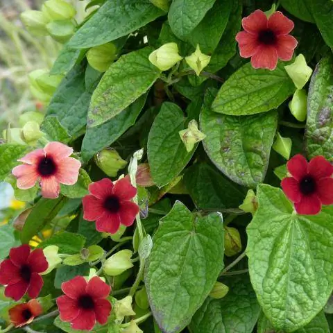 Thunbergia alata 'Arizona Dark Red'