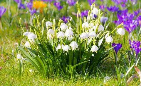 Мартовская чашка (Leucojum vernum)