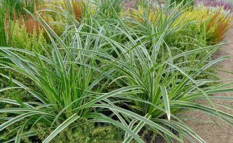 Осока белоокаймленная Carex morrowii Variegata