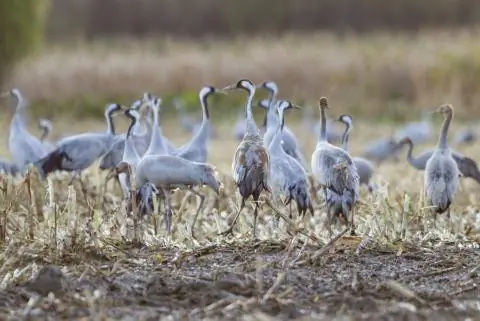 Журавли Grus grus