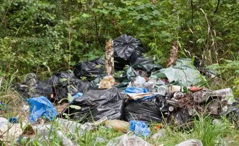 Незаконный вывоз мусора в лесу Незаконный вывоз мусора в лесу