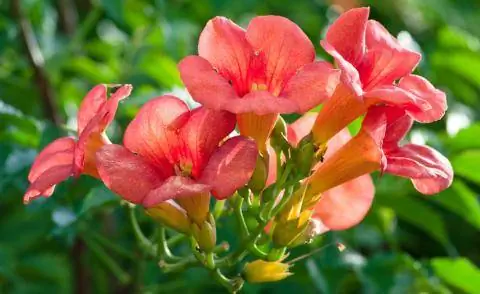 Трубчатый цветок Campsis radicans