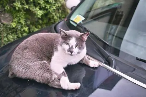 кошачий чепчик