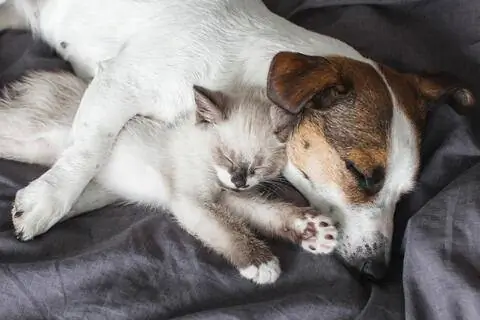 Кошка и собака спят вместе