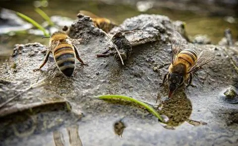 Пчелы у водопоя