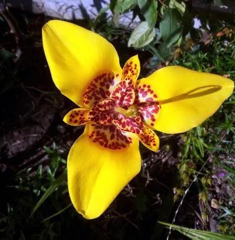 Tigridia pavonia - цветок тигра Tigridia pavonia - цветок тигра