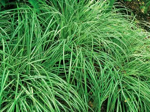 Белая пестрая осока птичьих лапок 'Variegata' (Carex ornithopoda)