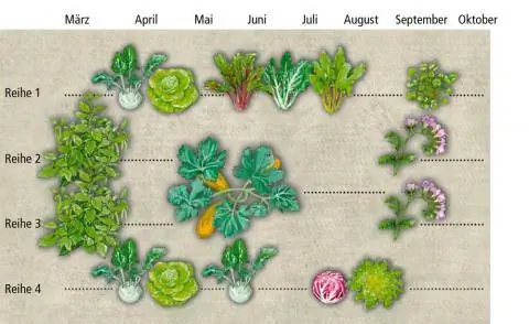 Смешанная культура: фасоль, листовая зелень и кабачки