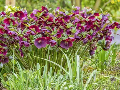 Постная роза (Helleborus x orientalis)