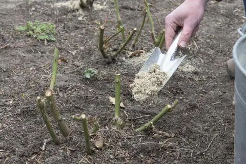 Органически удобряйте розы
