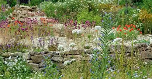 Hortus Insectorum: сад для насекомых