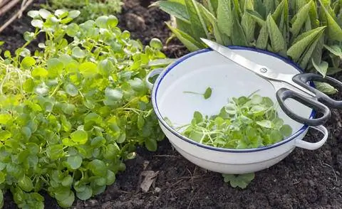 Урожай кресс-салат Урожай кресс-салат