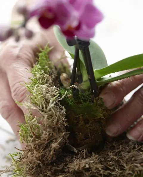 Оберните мини-орхидею мхом