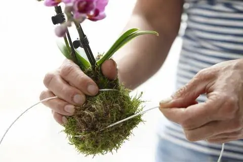 Мини орхидея с обертыванием мхом