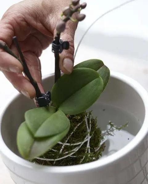 Полейте моховой шарик