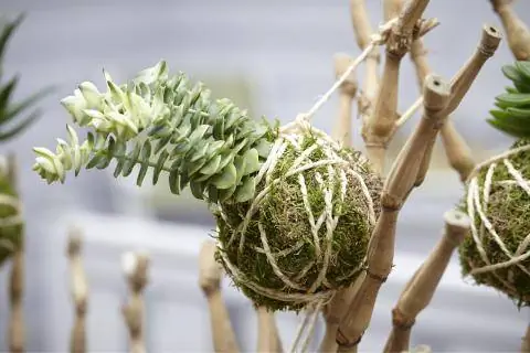 Кокедама с суккулентами