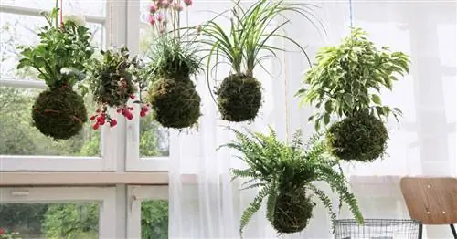 Кокедама: тенденция украшения из Японии