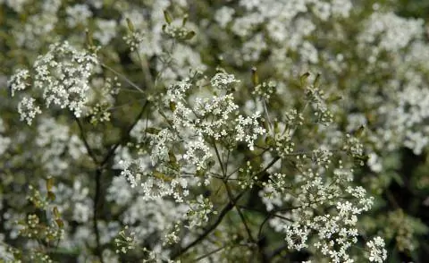 Purple Meadow Chervil Ravenswing