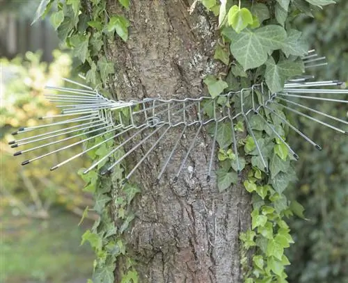 Защита гнезда поясом отпугивающим кошек