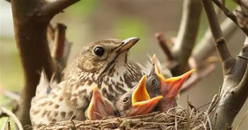 Защитите гнездящихся птиц от кошек