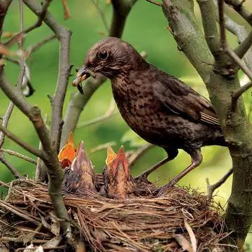 Черный дрозд кормит своих детенышей