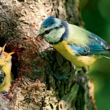 Лазоревка выкармливает потомство