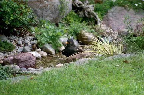 Амзель принимает ванну