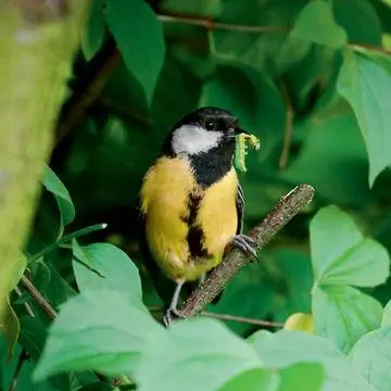 Большая синица с гусеницей в клюве