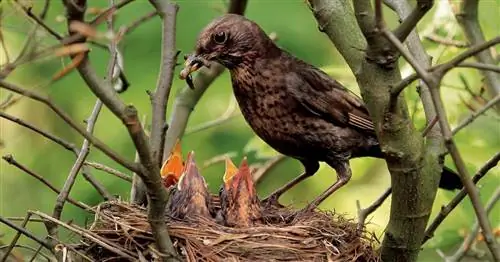 7 советов по созданию идеального птичьего сада