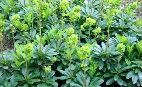 Молочай миндальных листьев (Euphorbia amygdaloides var. robbiae)