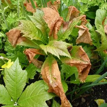 Повреждение рекордного листа морозом