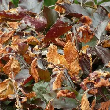 Повреждение морозом живой изгороди из медного бука