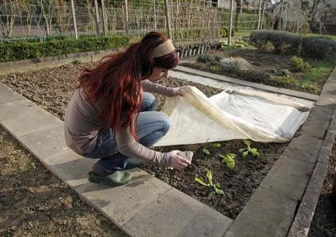 Защитите рассаду салата флисом