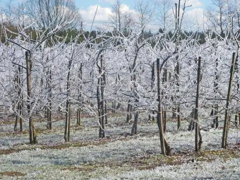 Черешневый сад после полива антифризом