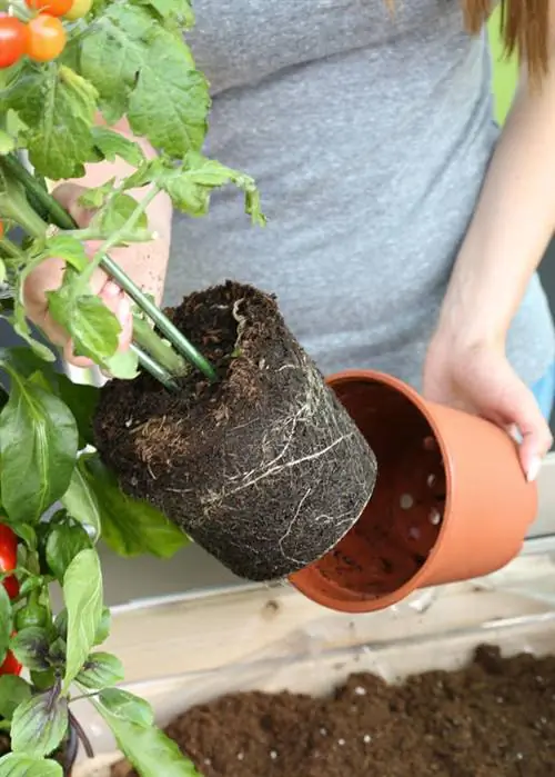 Выньте томат из горшка