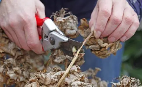 Зимняя обрезка гортензии