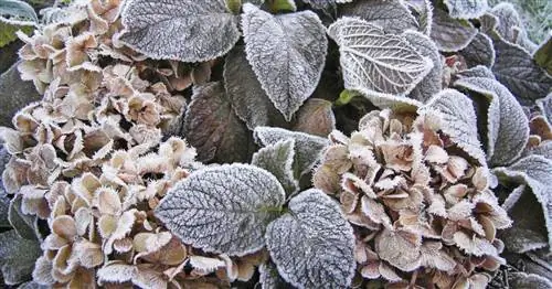 Замороженные гортензии: как спасти растения