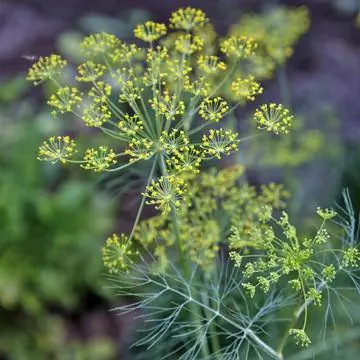 Укроп (Anethumgraveolens)