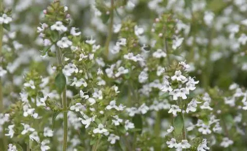 Цветущий тимьян Thymus vulgaris