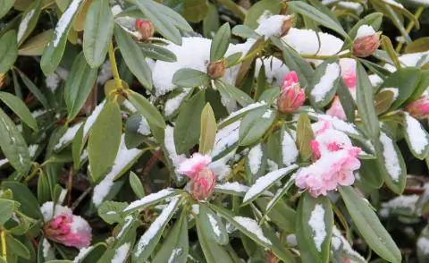 Цветочные бутоны рододендрона со снегом